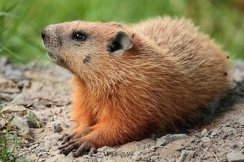 Groundhog Day Lesson&nbsp;Plan
