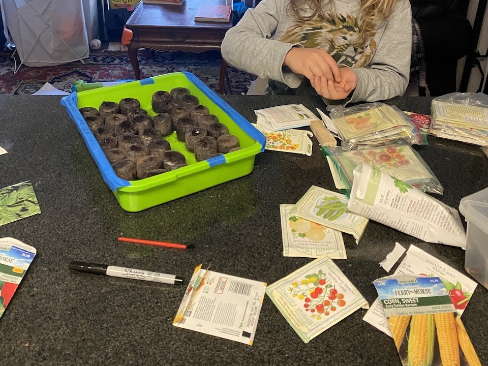 Seeds and Plant Lifecycles