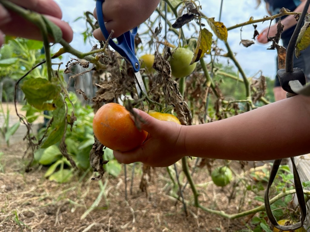 Child Harvesting a Tomato
