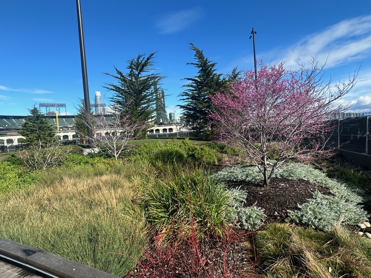 Garden in China Basin Park