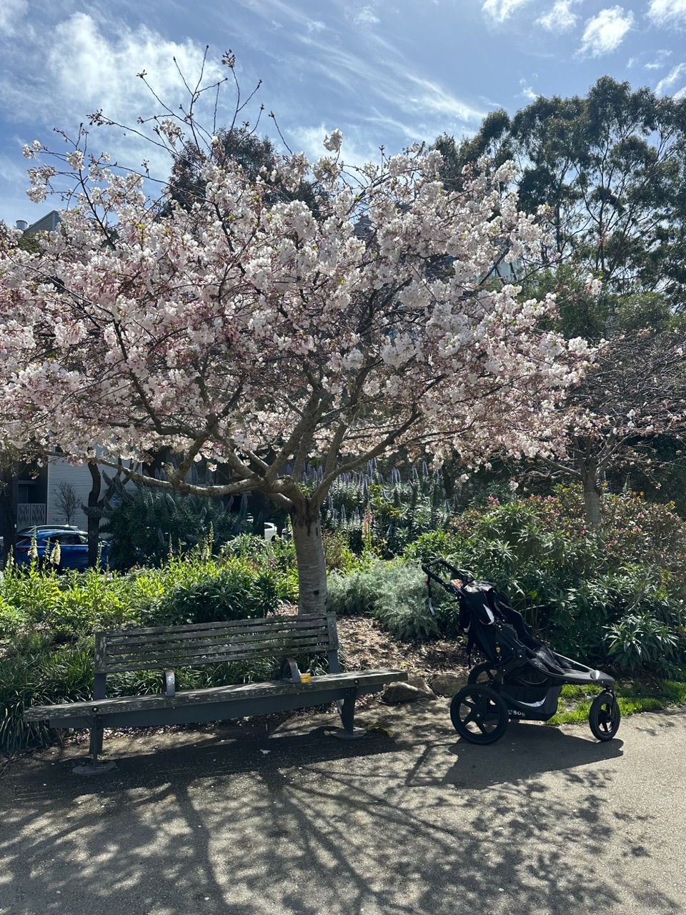 Cherry Blossom Tree Blooming on South Side of Mission Creek Park