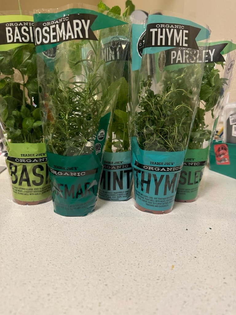 Trader Joe's Organic Potted Herbs