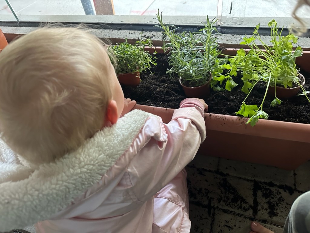 Montessori-Inspired Herb Garden for Preschoolers: An Easy Herb Garden with Trader Joe’s&nbsp;Herbs