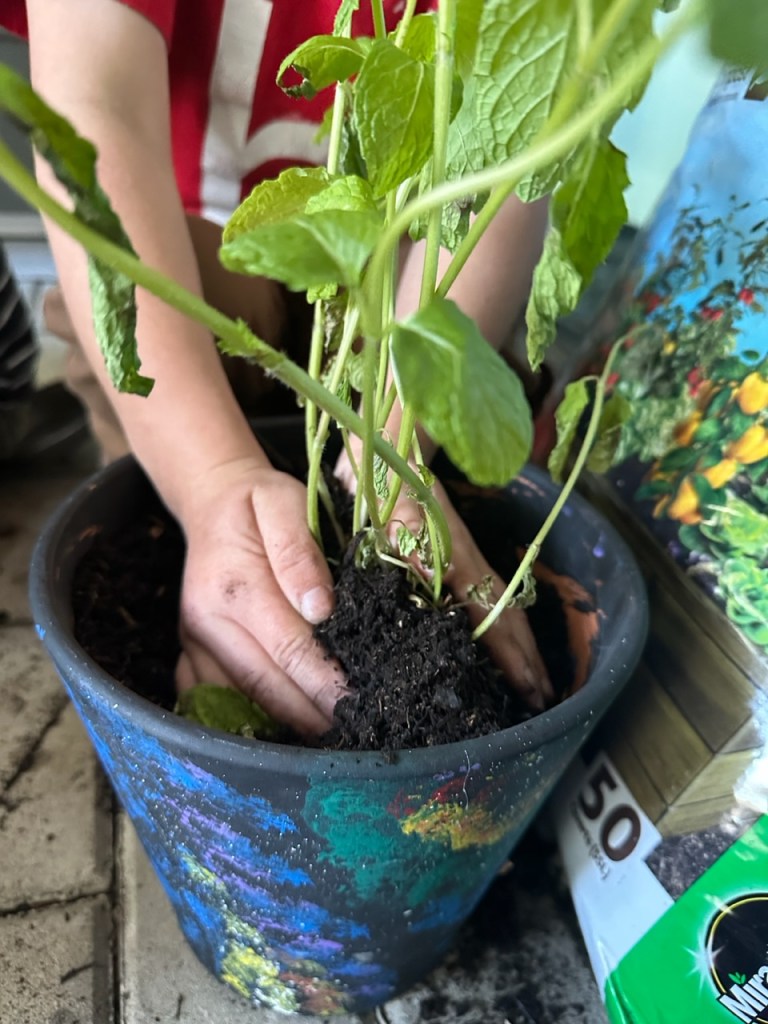 Potting Trader Joe's Mint
