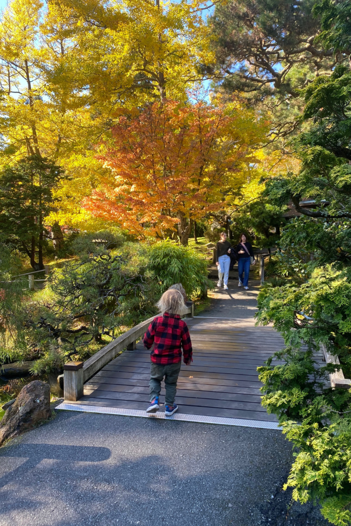 Japanese Tea Garden Golden Gate Park in the Fall