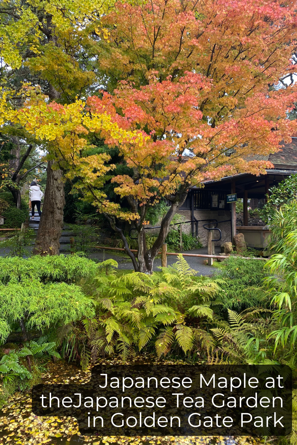 Japanese Maple at Japanese Tea Garden in Golden Gate Park