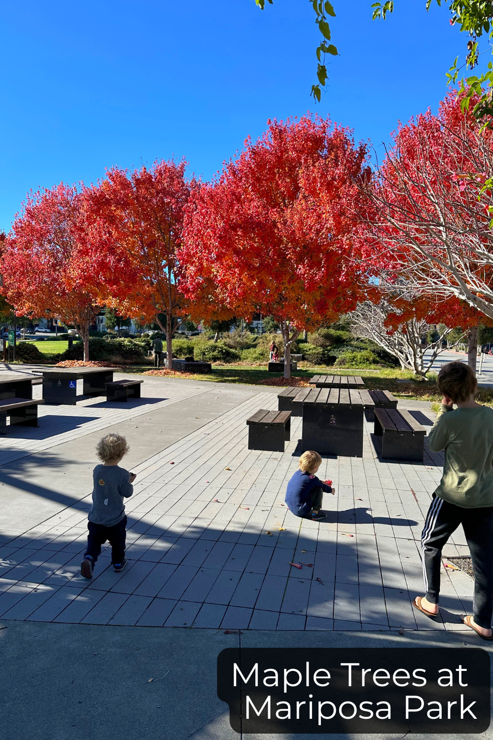 Maple Tree at Mariposa Park