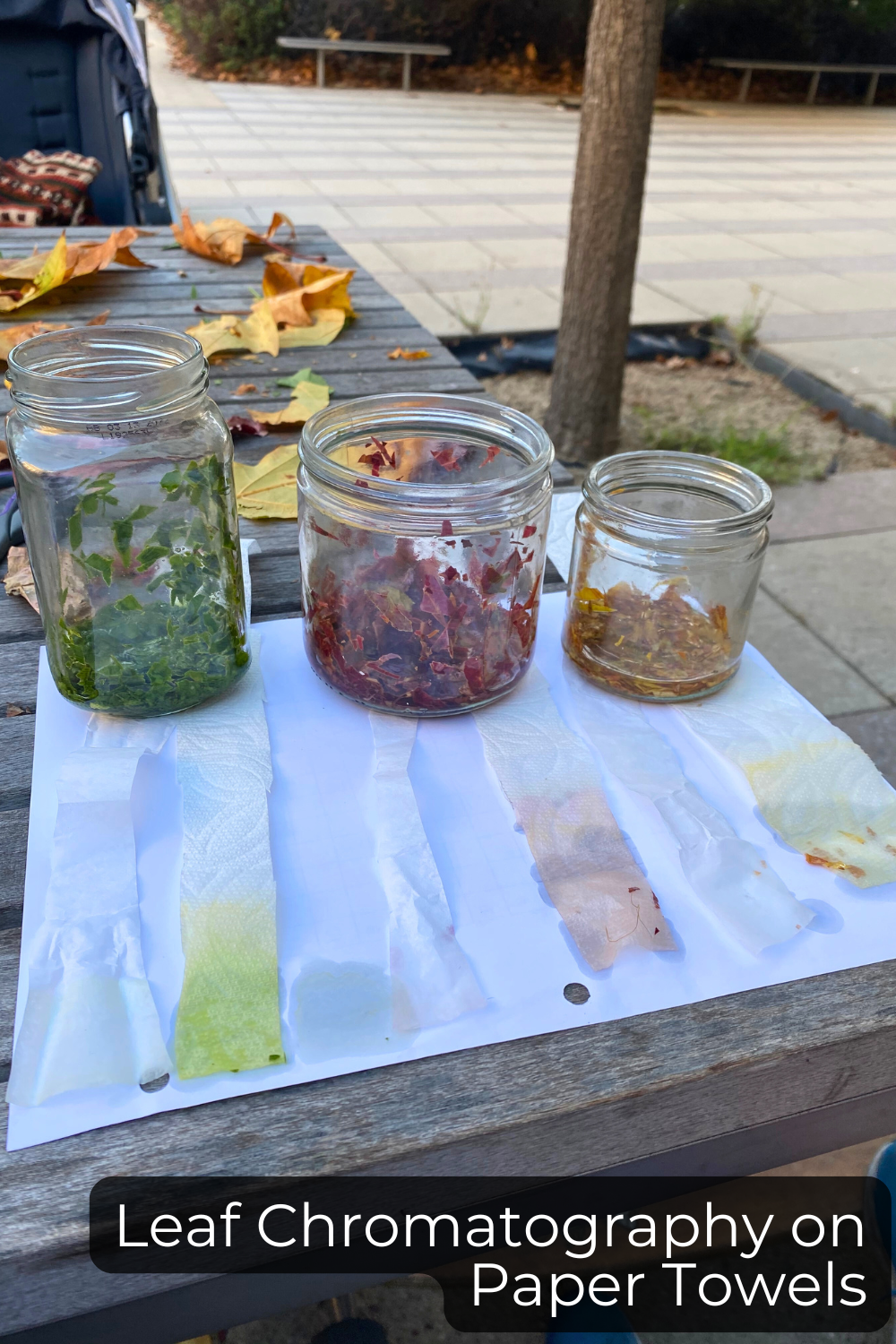 Leaf Chromatography for Kids and Our Favorite San Francisco Spots for Fall&nbsp;Colors