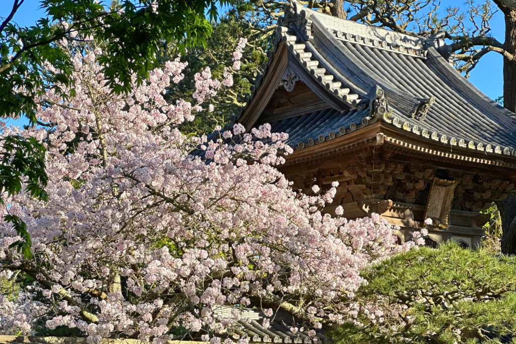 How to See the Cherry Blossoms in the Japanese Tea Garden in Golden Gate Park