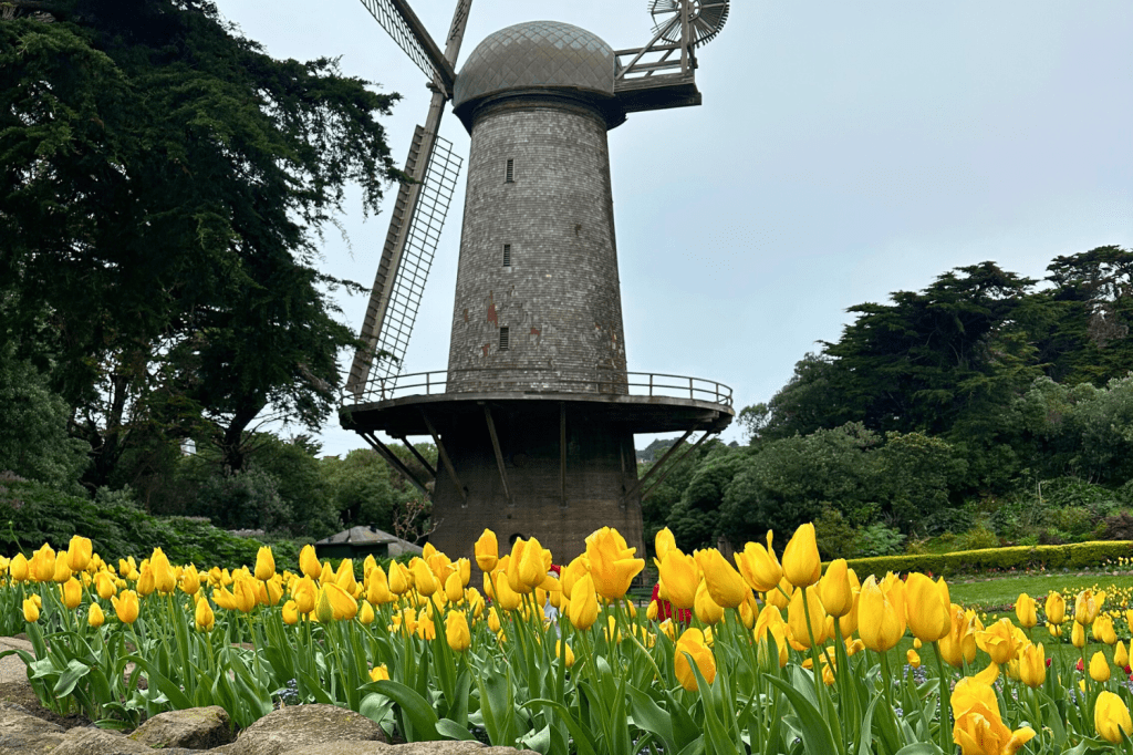 Best Time to See the Queen Wilhelmina Tulip Garden in San Francisco (March&nbsp;2026)
