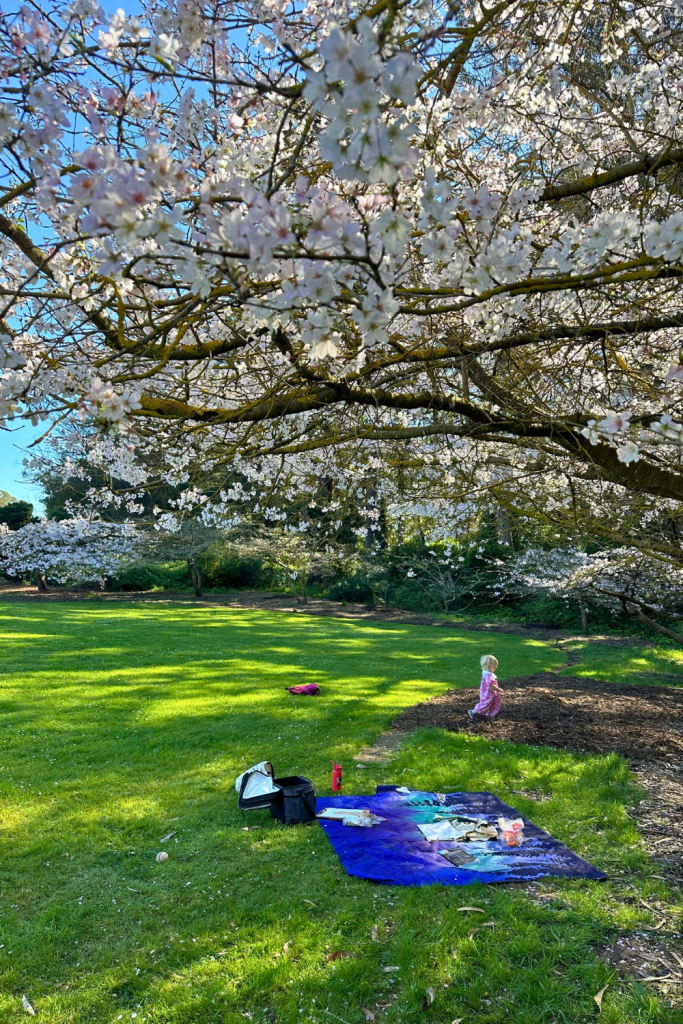 Hanami Picnic Under Cherry Trees in San Francisco