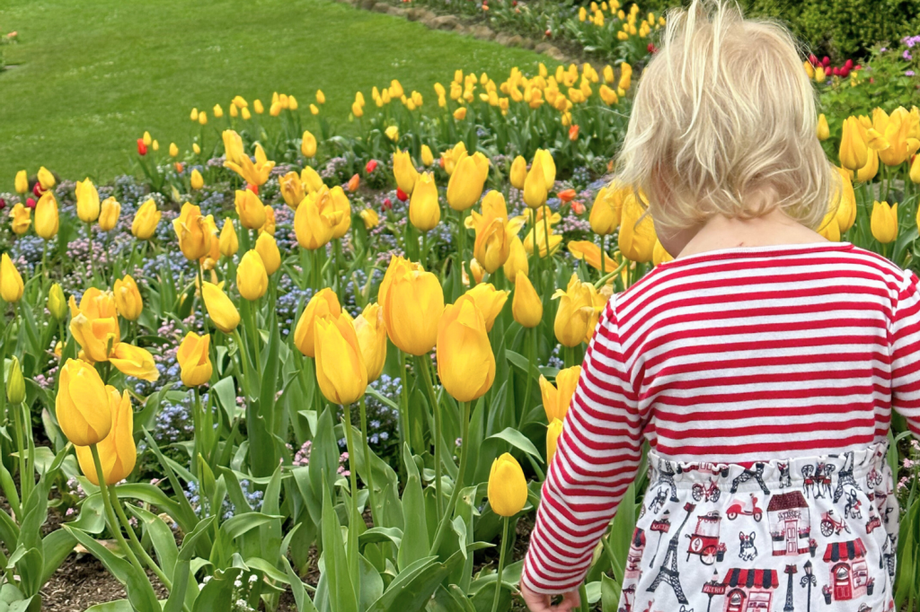 Best Time to Visit Queen Wilhelmina Tulip Garden